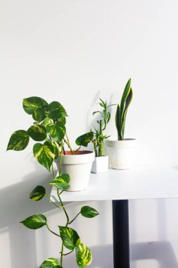 Beyaz duvar arkaplanı üzerinde yeşil bitkilerin yakın görüntüsü