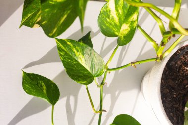 Beyaz duvar arkaplanı üzerinde yeşil bitkilerin yakın görüntüsü