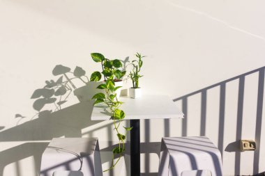 Beyaz duvar arkaplanı üzerinde yeşil bitkiler, boşluk konseptini kopyala