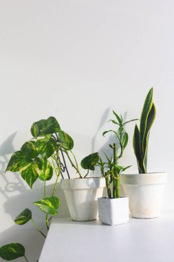 Beyaz duvar arkaplanı üzerinde yeşil bitkilerin yakın görüntüsü
