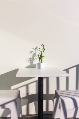 Beyaz duvar arkaplanı üzerinde yeşil bitkilerin yakın görüntüsü