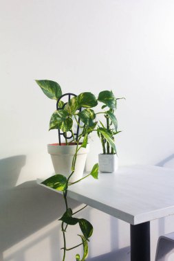 Beyaz duvar arkaplanı üzerinde yeşil bitkilerin yakın görüntüsü