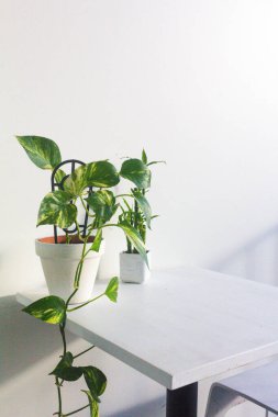 Beyaz duvar arkaplanı üzerinde yeşil bitkilerin yakın görüntüsü