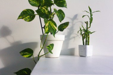 Beyaz duvar arkaplanı üzerinde yeşil bitkiler