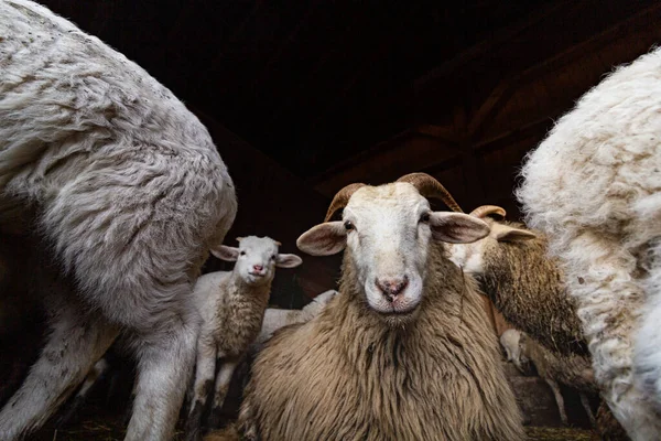 Ενδιαφερόμενα Πρόβατα Κοιτάζοντας Έξω Από Κουτί — Φωτογραφία Αρχείου