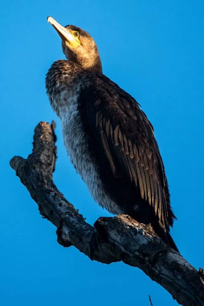 Fischräubervogel Namens Kormoran Ruht Auf Einer Pflanze — Stockfoto