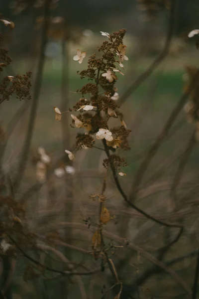 Αποξηραμένη Ορτανσία Λουλούδια Νεκρή Ζωή — Φωτογραφία Αρχείου