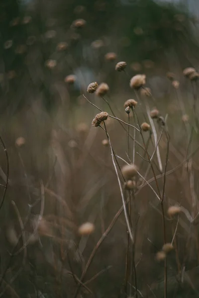 Sušené Botanické Květiny Poli — Stock fotografie