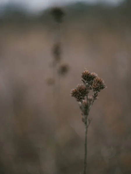 Herfst Gedroogd Botanisch Stilleven — Stockfoto