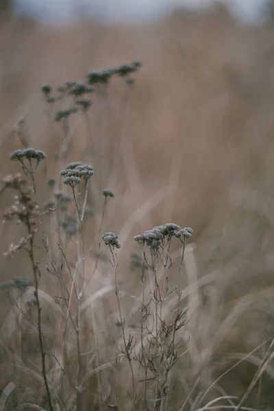 Сушені Ботанічні Квіти Полі — стокове фото