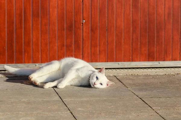 Gatto Bianco Che Prende Sole Una Strada — Foto Stock