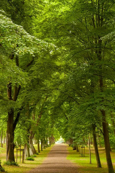 Vägen Mitt Gränden Träd Park Braunschweig Tyskland — Stockfoto
