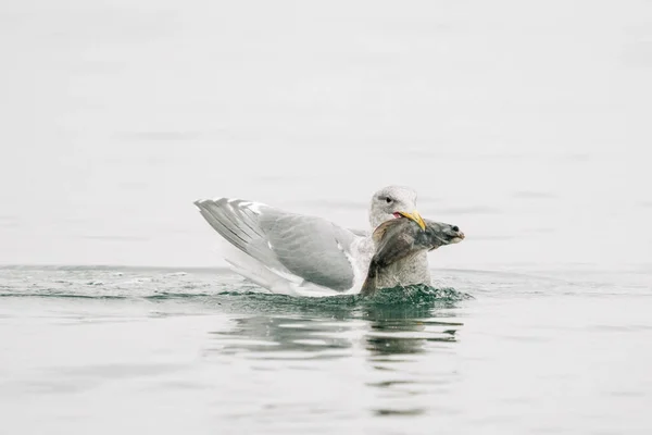 Повний Вигляд Чайка Несе Лелетючу Рибу Puget Sound — стокове фото