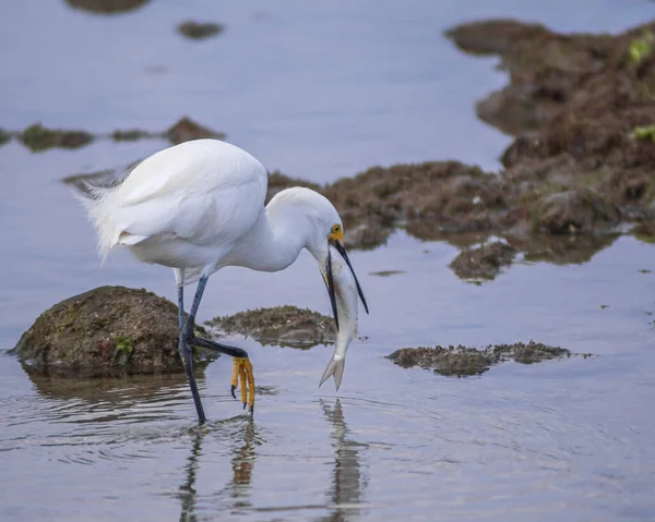 Heron Comer Peixe Praia — Fotografia de Stock