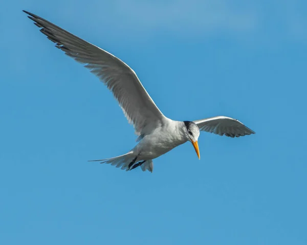 空を飛ぶカモメが見下ろしている — ストック写真