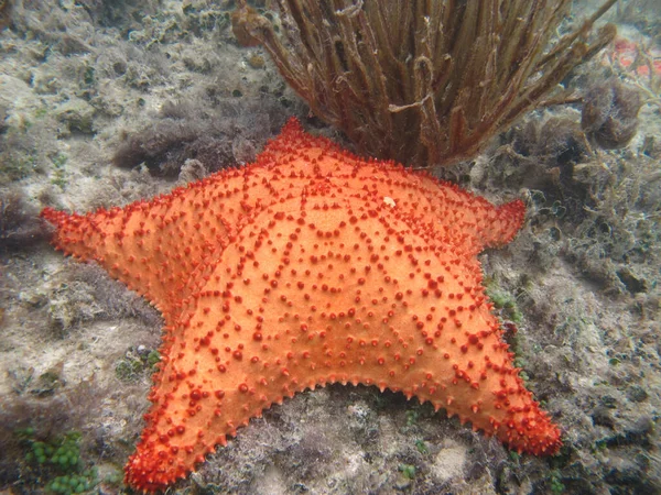 Orange Starfish Shallow Water Caribbean Sea — Stock Photo, Image