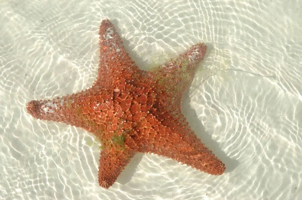 Orange Starfish Shallow Water Caribbean Sea — Stock Photo, Image