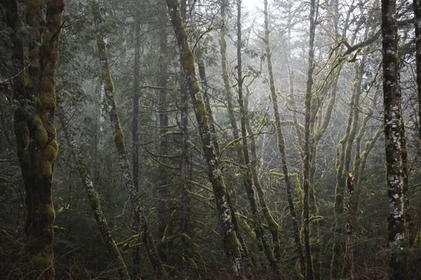 Washington Treescape Sztuka Piękna Drukuj — Zdjęcie stockowe