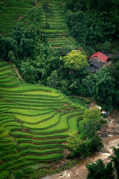 Rice Teraszok Sapa Vietnam — Stock Fotó