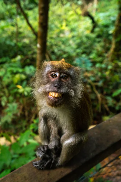 Macaco Treetop Walk Cingapura — Fotografia de Stock