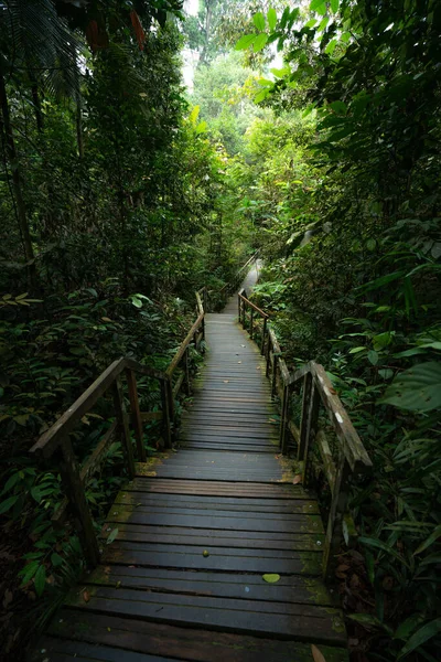 新加坡树梢漫步的丛林木板路 — 图库照片