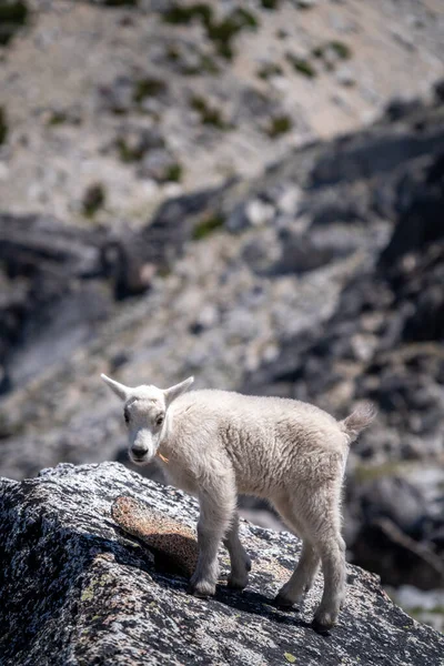 Washington Cascades Mountain Goat Enchantments — Stock Photo, Image