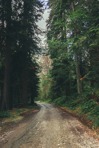 森の木々や緑の木を通り — ストック写真