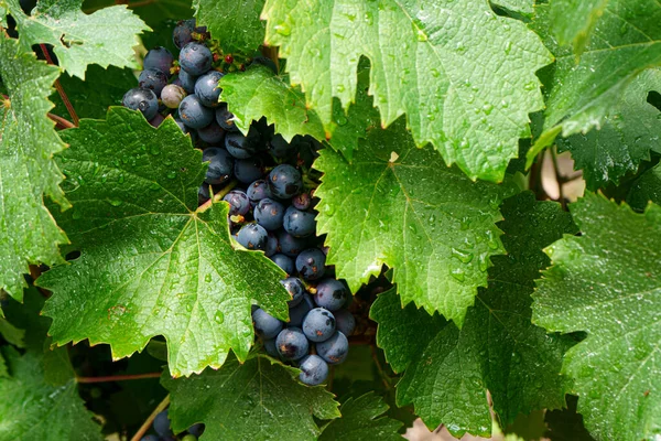 Best Wine Made Best Grapes — Stock Photo, Image