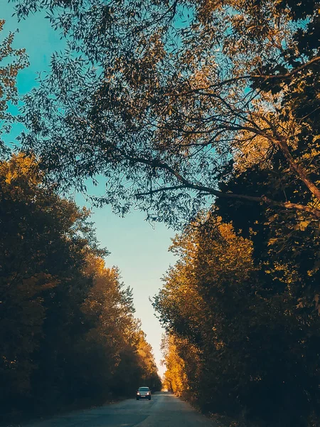 秋の木々の間の道路上の孤独な車 — ストック写真