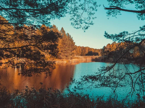Widok Jezioro Tyłu Drzew Lesie Jesienią — Zdjęcie stockowe