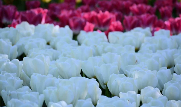 Biały Czerwony Ogród Tulipan — Zdjęcie stockowe