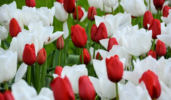 Kwitnący Biały Czerwony Tulipan Razem — Zdjęcie stockowe