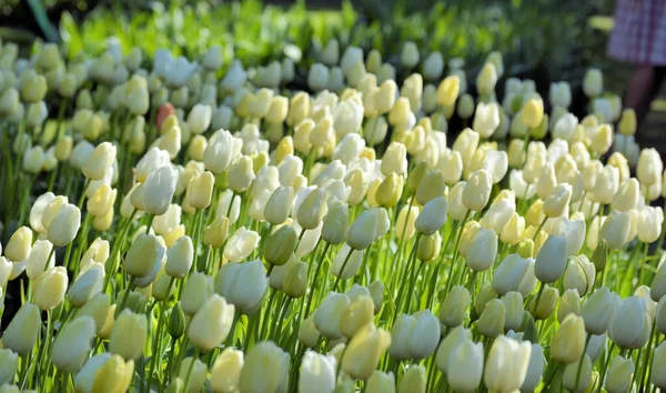 Kwitnący Ogród Żółto Biały Tulipan Holandii — Zdjęcie stockowe