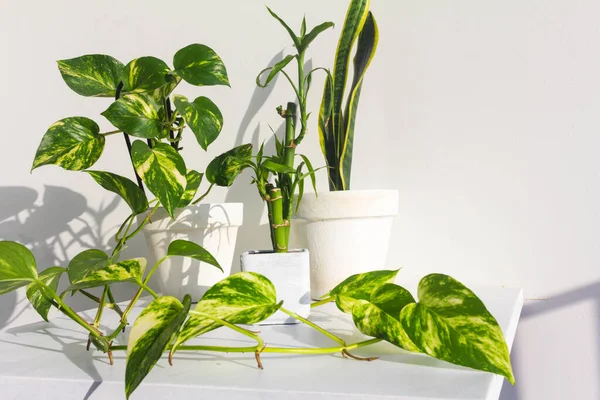 Close View Green Plants White Wall Background — Stock Photo, Image
