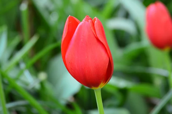 Proud Red Tulip Standing Alone — Stock Photo, Image
