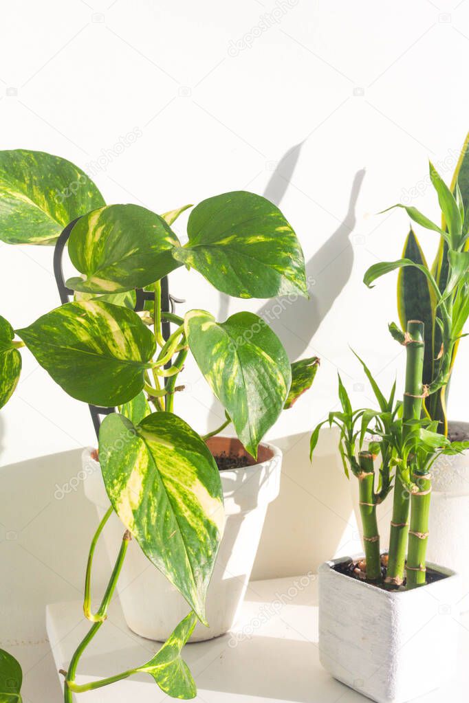 Close-up view of green plants over white wall background
