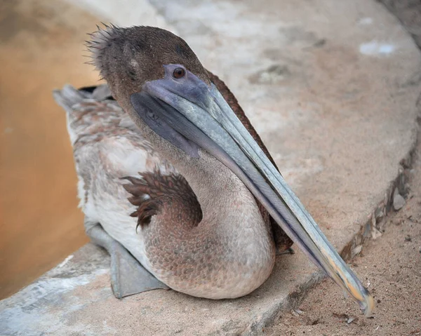 Pelican Assis Sur Rivage — Photo