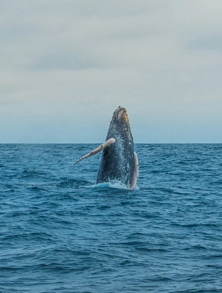 Baleia Saltando Água — Fotografia de Stock