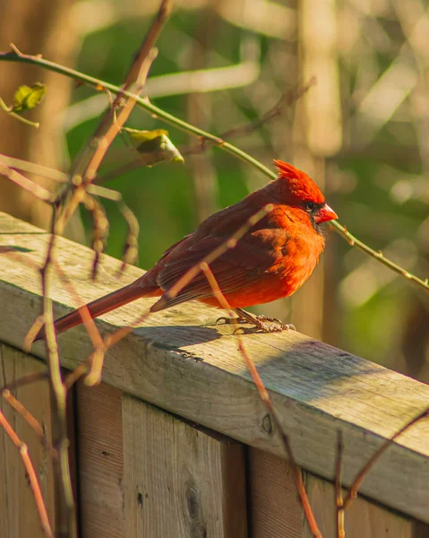 Bahçedeki Kuzey Kardinali — Stok fotoğraf