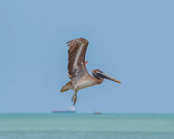 ペリカンが浜辺を飛ぶ — ストック写真