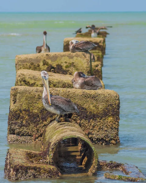 Pelicanos Sentados Nas Rochas — Fotografia de Stock