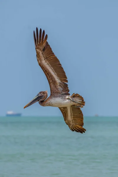 Pélican Volant Aux Ailes Ouvertes — Photo