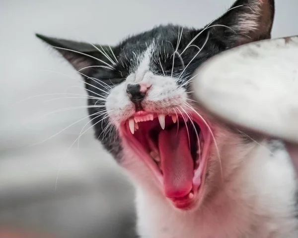 Gähnende Katze Mit Geschlossenen Augen — Stockfoto