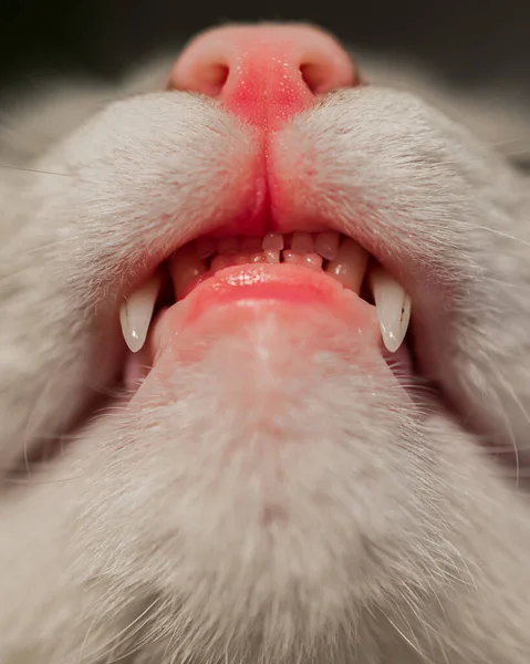Mulut Kucing Dalam Tembakan Jarak Dekat — Stok Foto