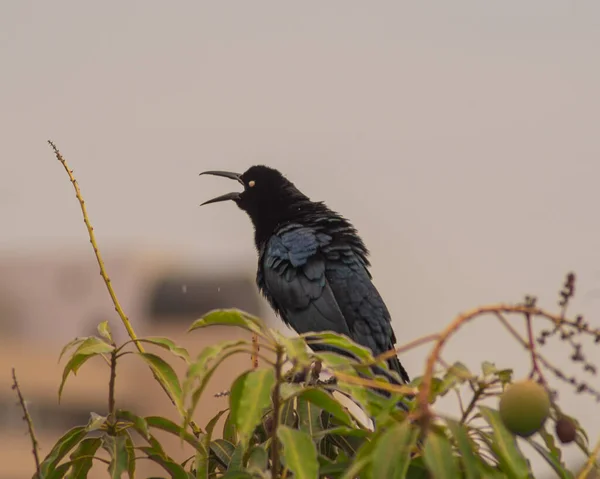 Bird Sing Day — стоковое фото