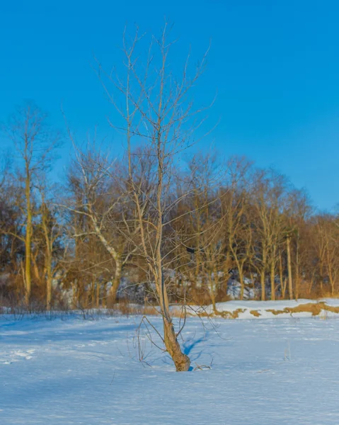 Árboles Bosque Con Nieve —  Fotos de Stock