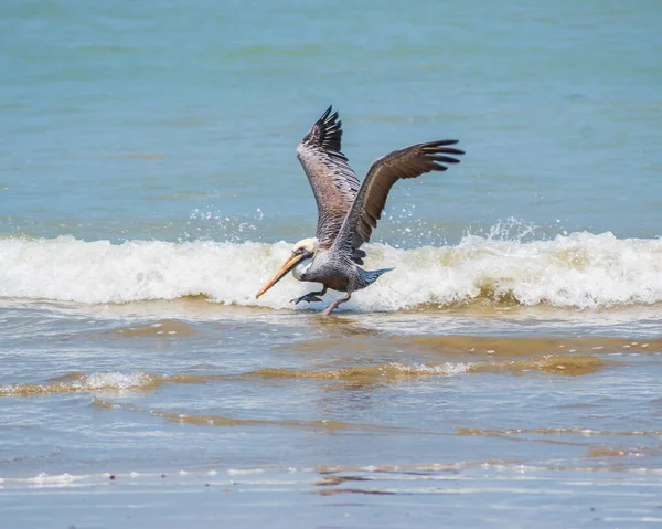 Pelícano Aterrizando Agua — Foto de Stock