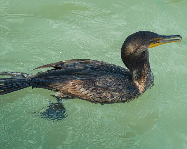 海に浮かぶ海鳥 — ストック写真