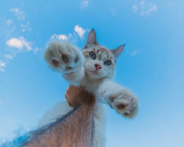 Mão Levantando Gato Durante Dia — Fotografia de Stock
