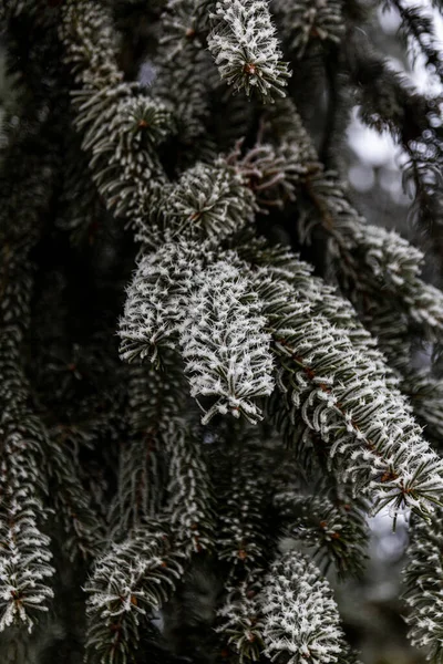 寒い冬の日自然の中で寒さの美しさ — ストック写真
